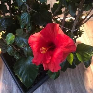 Meet your Posher, Niko